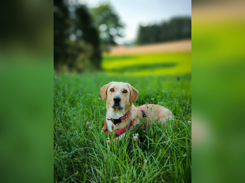 Oli sucht ein neues Zuhause