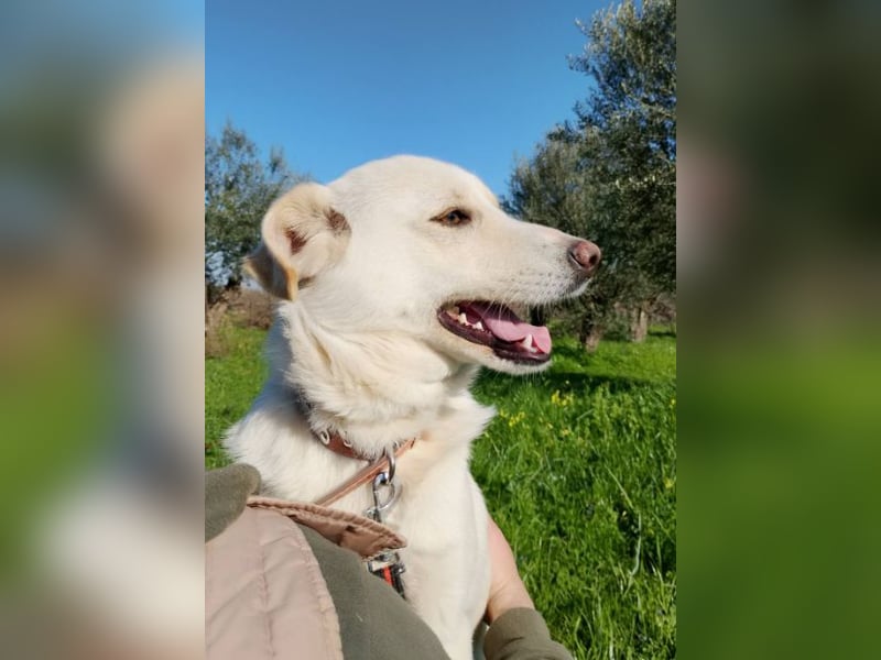 Kleiner Rüde BARNEY sucht sein großes Glück