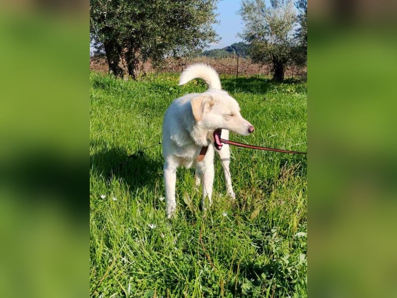 Kleiner Rüde BARNEY sucht sein großes Glück