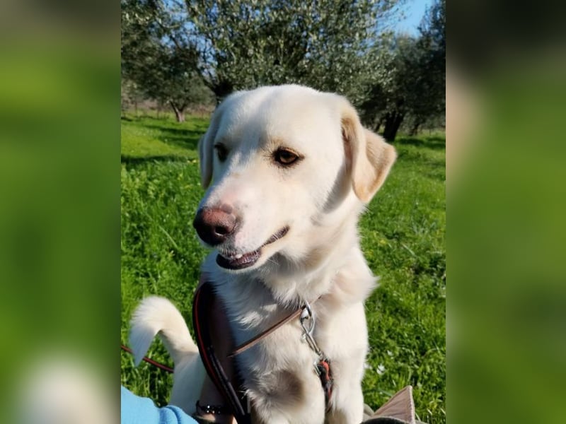 Kleiner Rüde BARNEY sucht sein großes Glück
