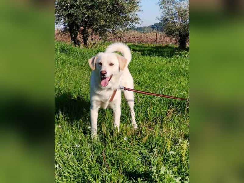Kleiner Rüde BARNEY sucht sein großes Glück