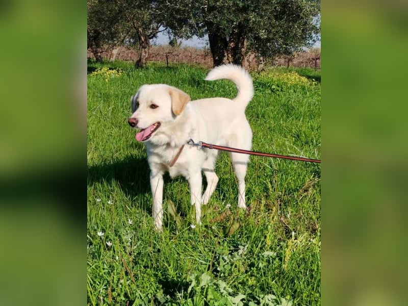 Kleiner Rüde BARNEY sucht sein großes Glück