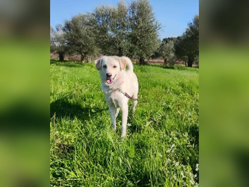 Kleiner Rüde BARNEY sucht sein großes Glück
