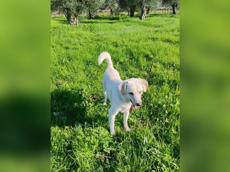 Kleiner Rüde BARNEY sucht sein großes Glück