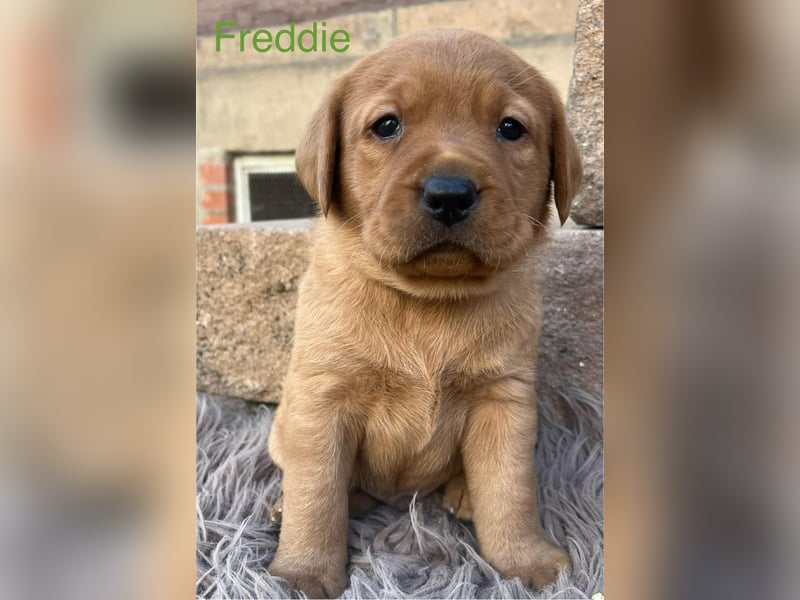Labrador Welpen foxred