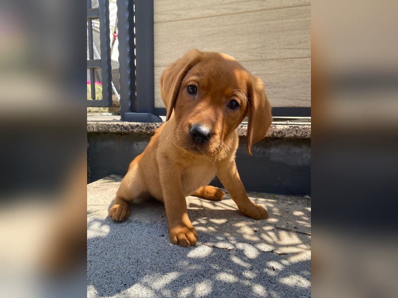 Hallo ich bin Stevie! Labrador Welpe foxred