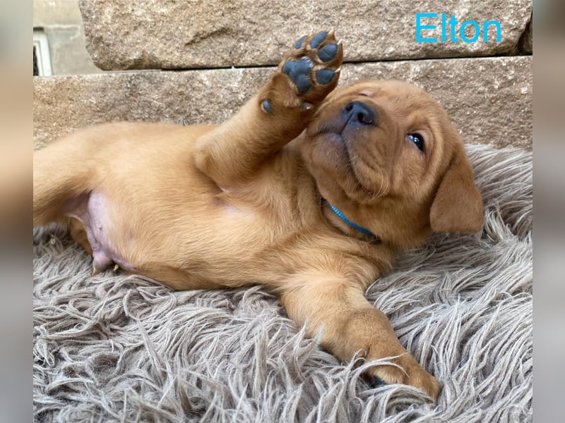 Labrador Welpen foxred