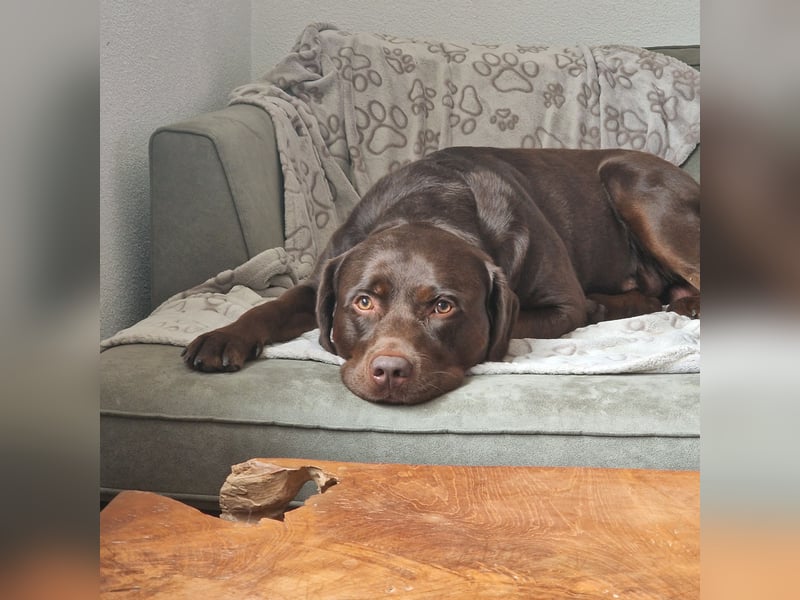 Labrador Rüde braun 3 Jahre