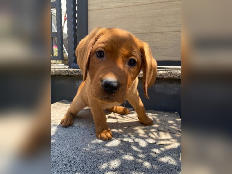 Hallo ich bin Stevie! Labrador Welpe foxred