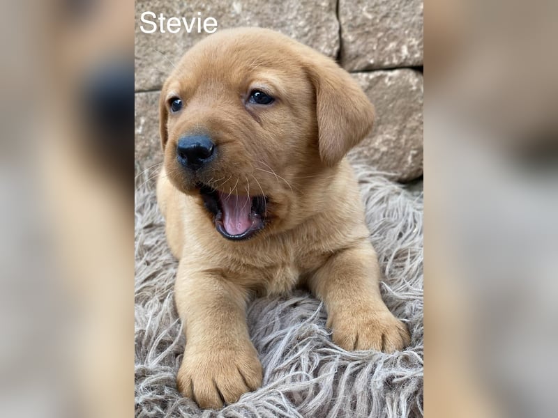 Labrador Welpen foxred