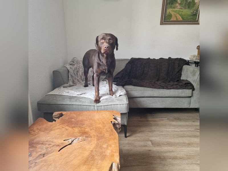 Labrador Rüde braun 3 Jahre