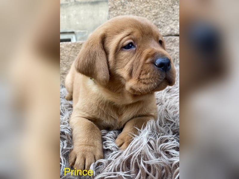 Labrador Welpen foxred