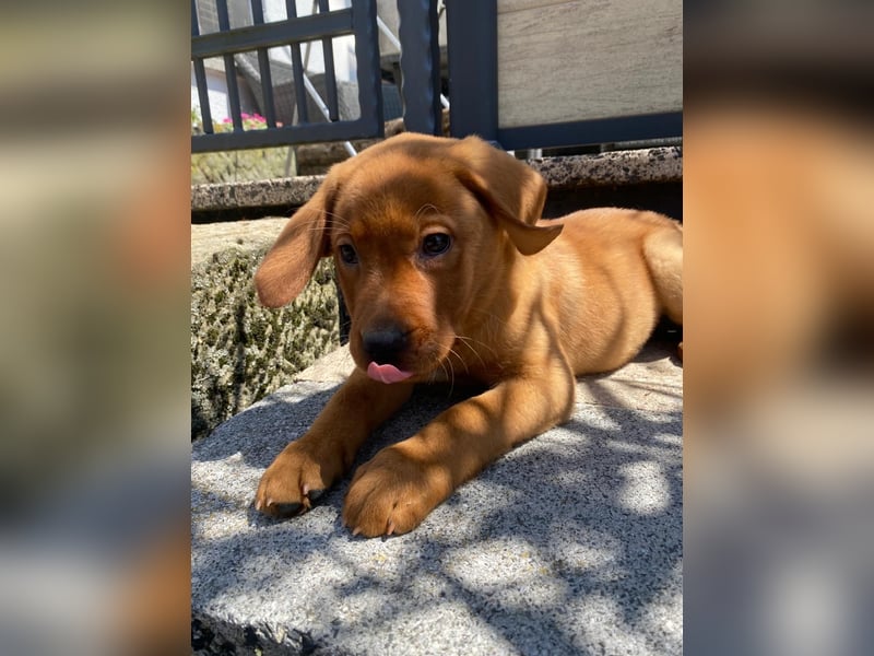 Hallo ich bin Stevie! Labrador Welpe foxred