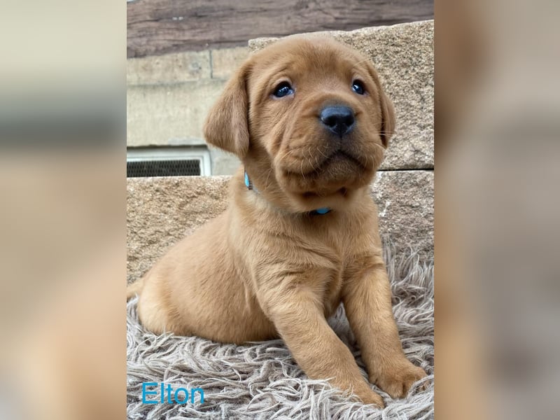 Labrador Welpen foxred