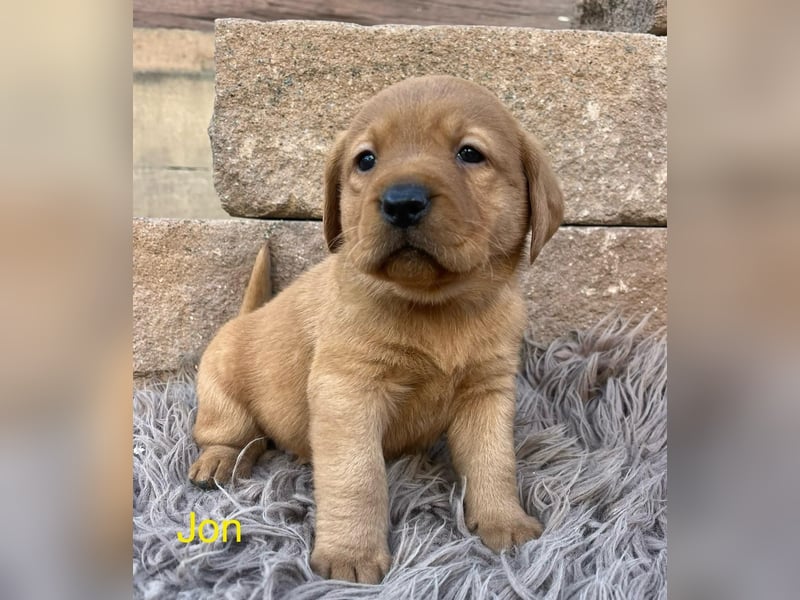 Labrador Welpen foxred