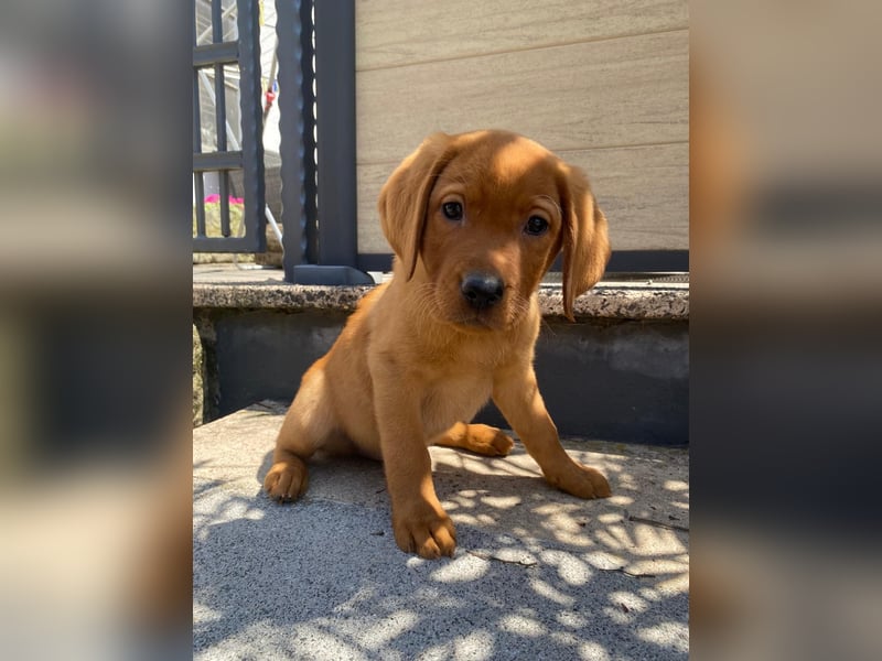 Hallo ich bin Stevie! Labrador Welpe foxred