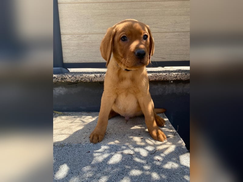 Hallo ich bin Stevie! Labrador Welpe foxred