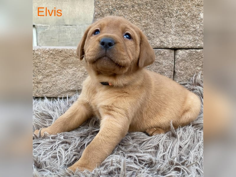 Labrador Welpen foxred
