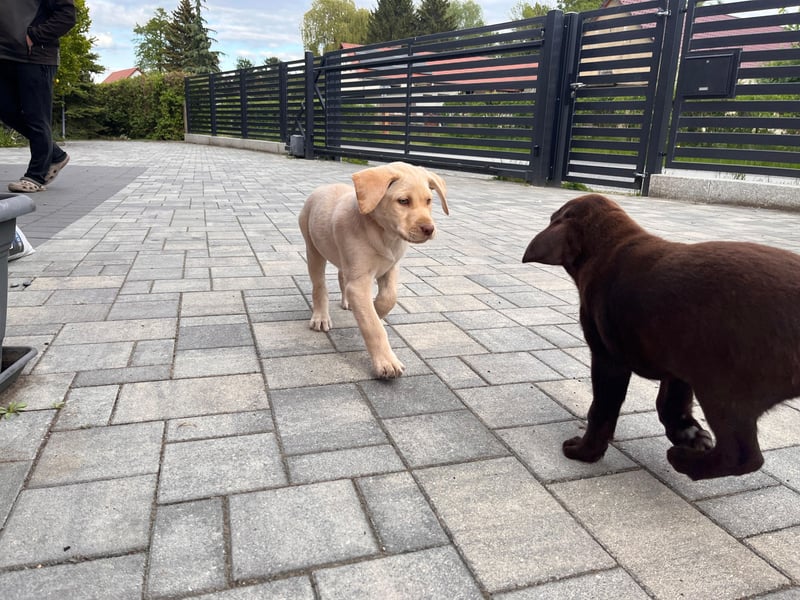 Labrador Rüde reinrassig mit Abstammungsurkunde