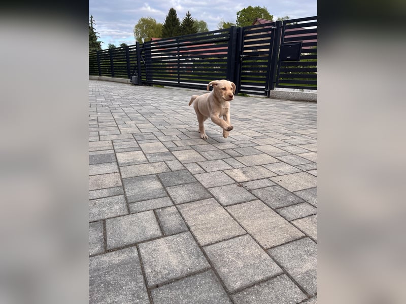 Labrador Rüde reinrassig mit Abstammungsurkunde