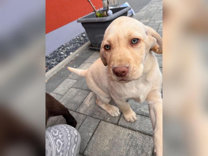 Labrador Rüde reinrassig mit Abstammungsurkunde