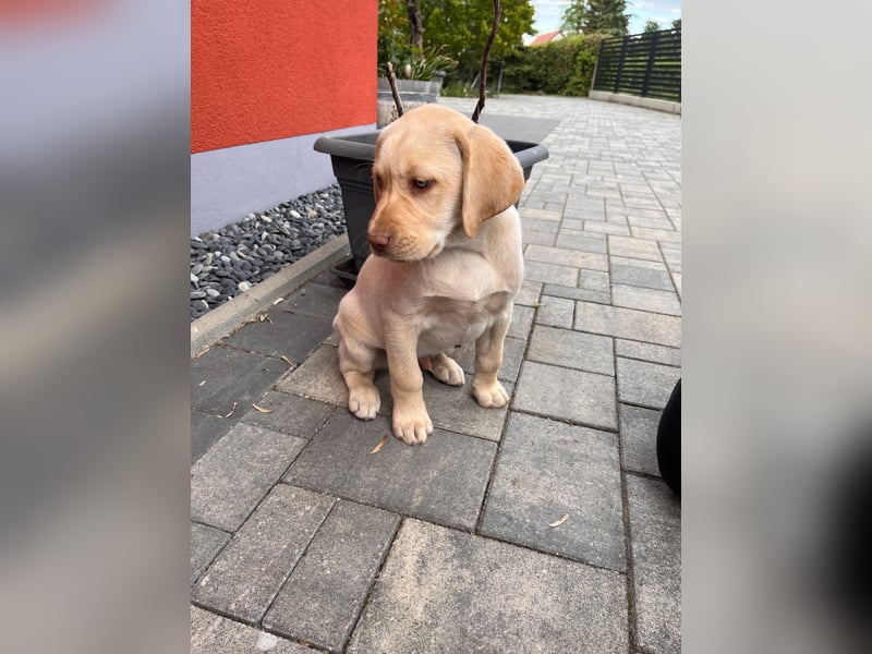 Labrador Rüde reinrassig mit Abstammungsurkunde