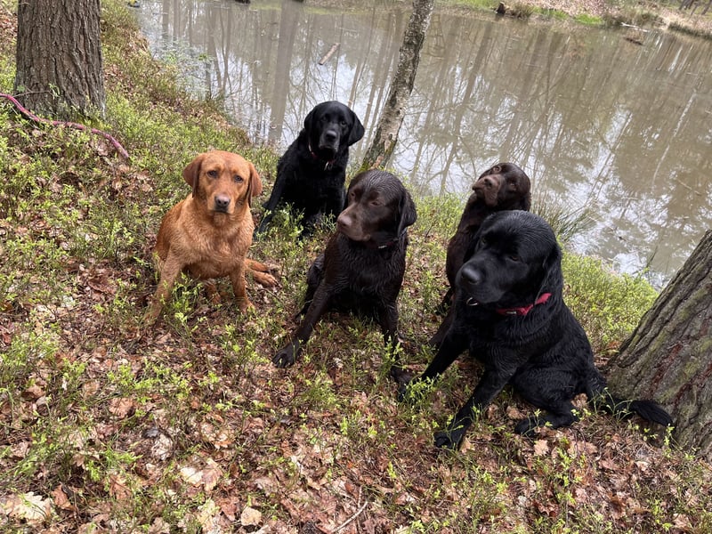 Labrador Rüde reinrassig mit Abstammungsurkunde