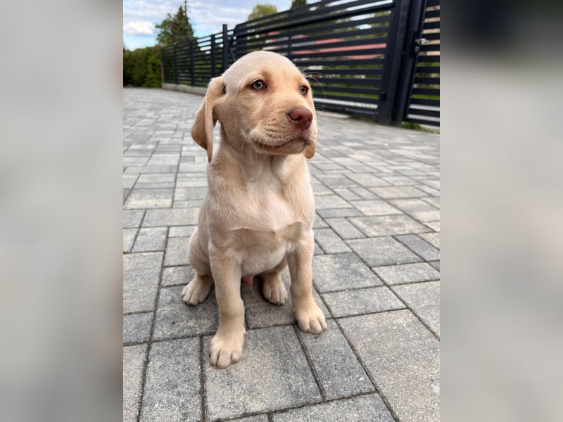 Labrador Rüde reinrassig mit Abstammungsurkunde