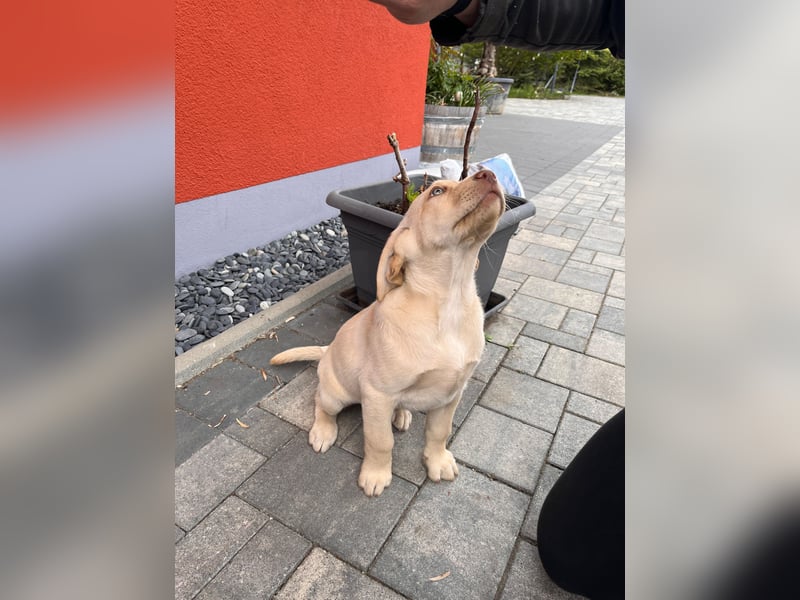 Labrador Rüde reinrassig mit Abstammungsurkunde