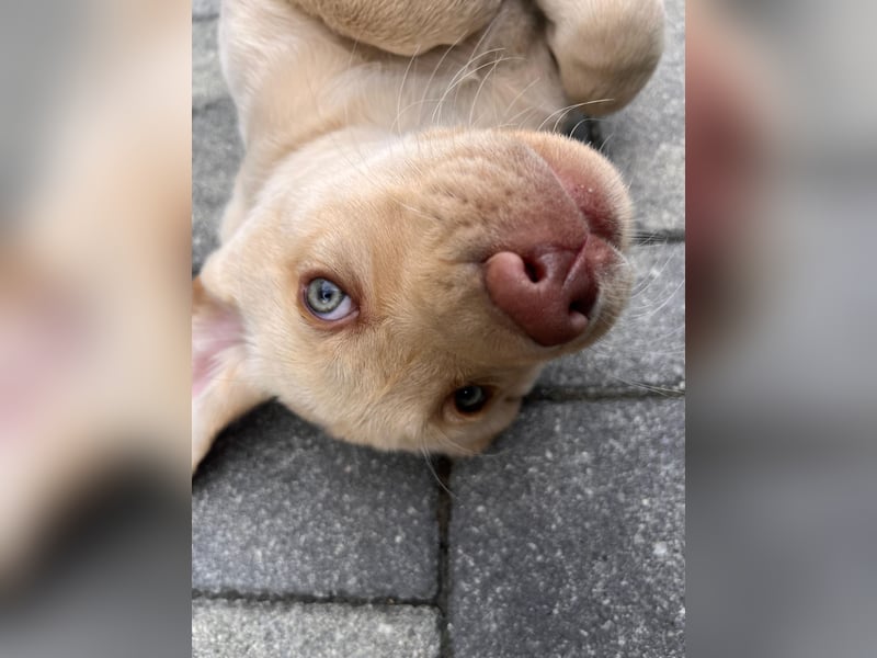 Labrador Rüde reinrassig mit Abstammungsurkunde
