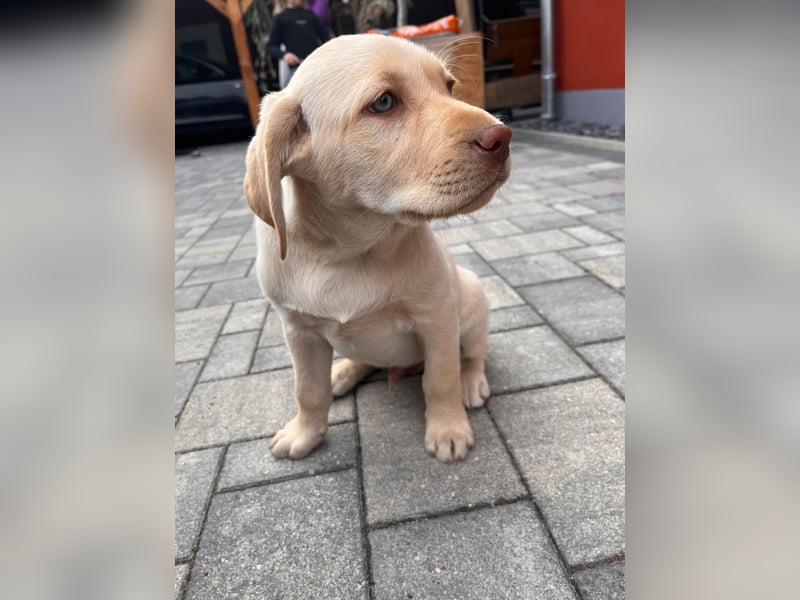 Labrador Rüde reinrassig mit Abstammungsurkunde