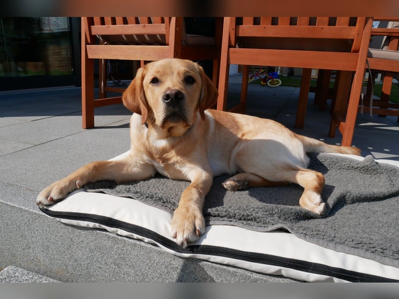 Janosch - Labrador Rüde - 7 Jahre kastriert