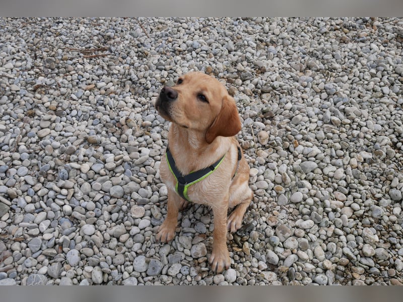 Janosch - Labrador Rüde - 7 Jahre kastriert