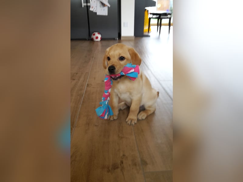 Janosch - Labrador Rüde - 7 Jahre kastriert