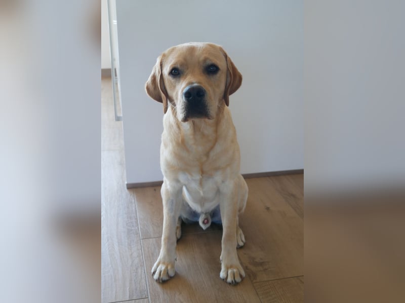 Janosch - Labrador Rüde - 7 Jahre kastriert