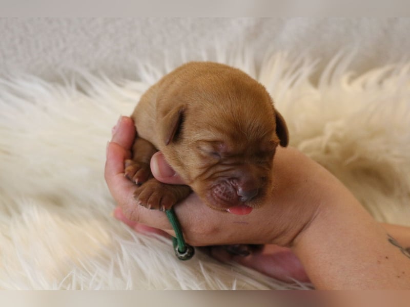 Labrador Welpen foxred m.P.
