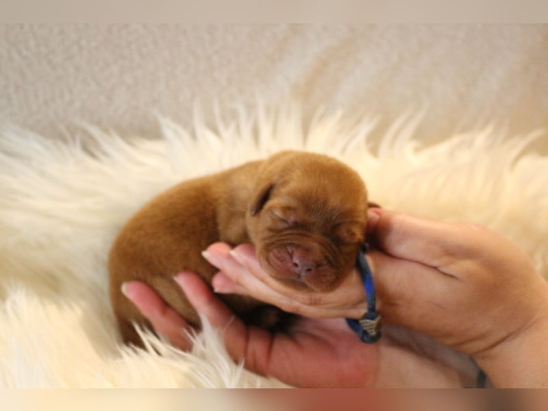 Labrador Welpen foxred m.P.