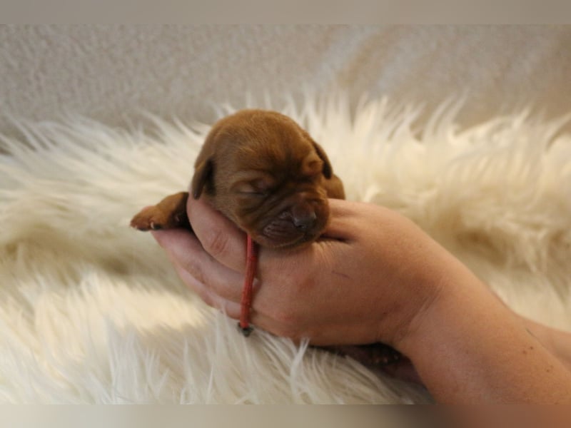 Labrador Welpen foxred m.P.