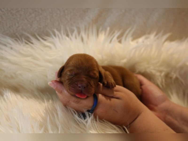 Labrador Welpen foxred m.P.