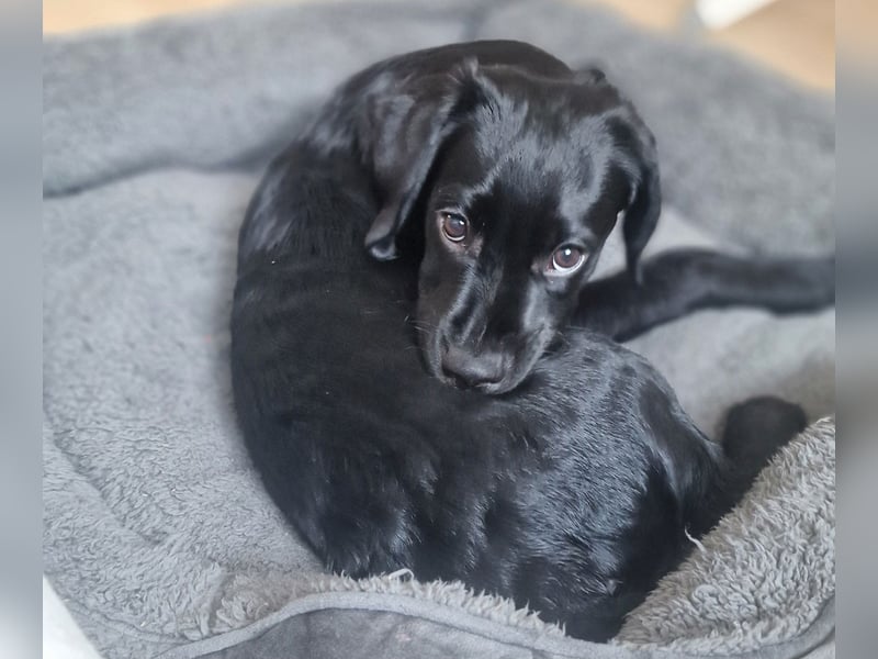 "Ares sucht seine Herzensmenschen: Ein Zuhause, wo sein wundervolles Wesen in Liebe aufblühen kann!"