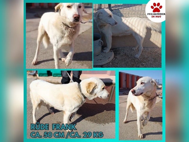 Frank Labrador Mischling Rüde sucht Zuhause oder Pflegestelle