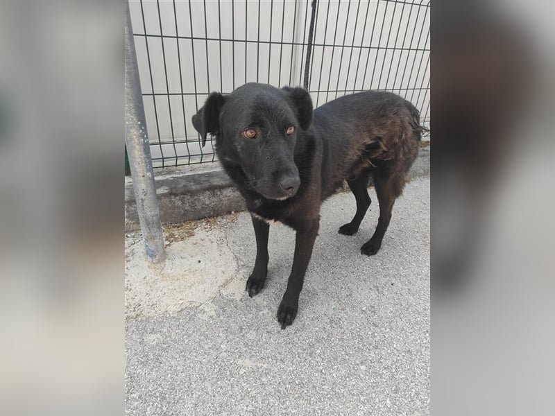 ruhiger Labrador Mischlingsrüde Crni sucht sein geeignetes Zuhause