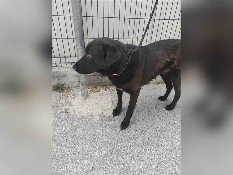 ruhiger Labrador Mischlingsrüde Crni sucht sein geeignetes Zuhause