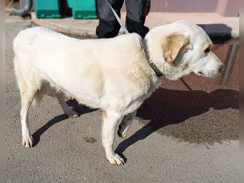 Frank Labrador Mischling Rüde sucht Zuhause oder Pflegestelle