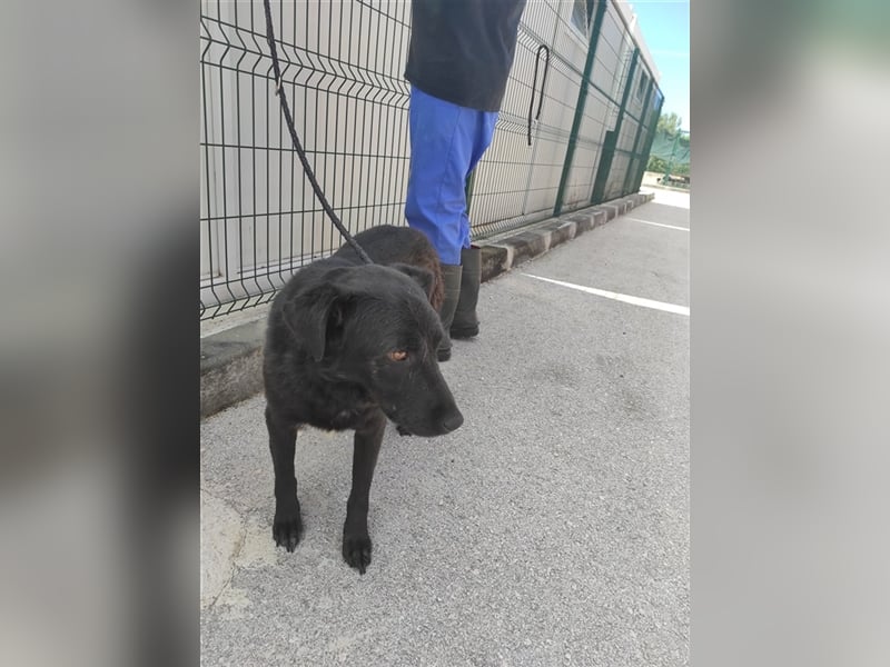 ruhiger Labrador Mischlingsrüde Crni sucht sein geeignetes Zuhause