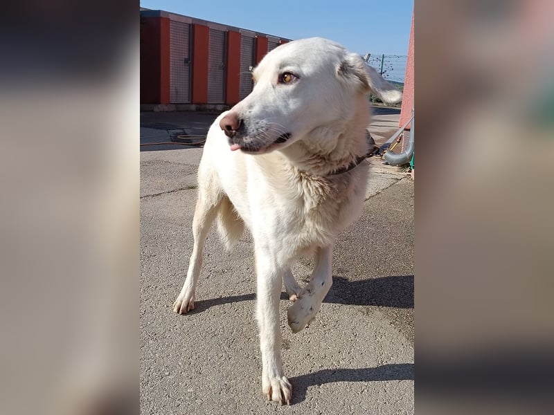Frank Labrador Mischling Rüde sucht Zuhause oder Pflegestelle
