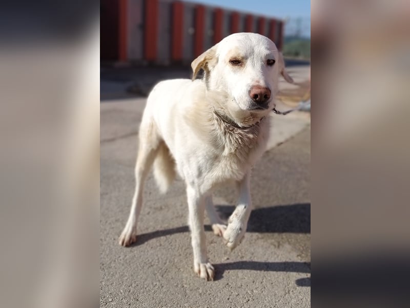 Frank Labrador Mischling Rüde sucht Zuhause oder Pflegestelle