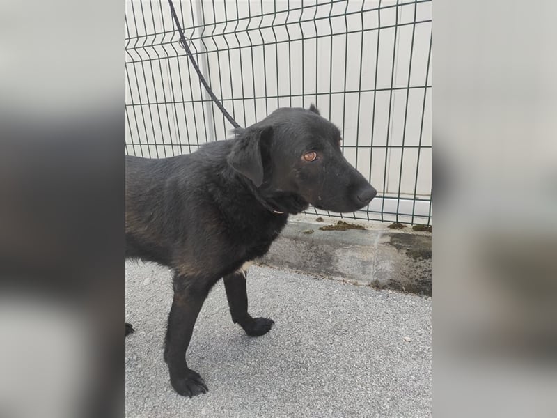 ruhiger Labrador Mischlingsrüde Crni sucht sein geeignetes Zuhause