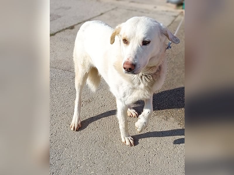 Frank Labrador Mischling Rüde sucht Zuhause oder Pflegestelle