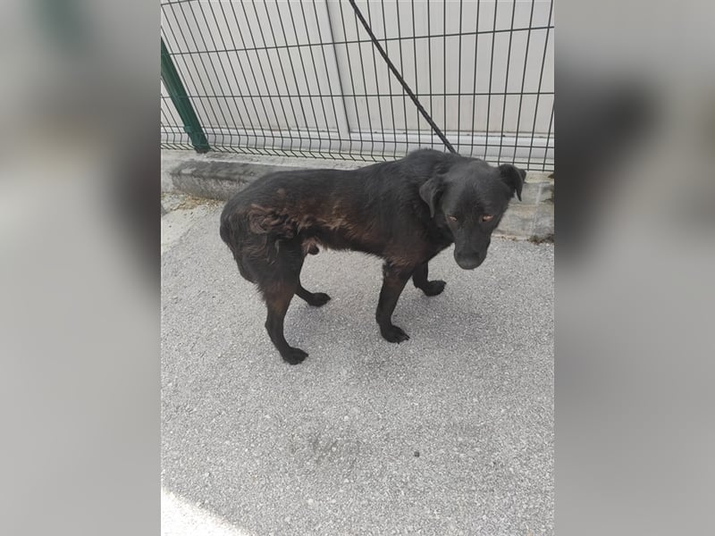 ruhiger Labrador Mischlingsrüde Crni sucht sein geeignetes Zuhause